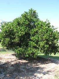              Habit (Winter Haven, FL)       