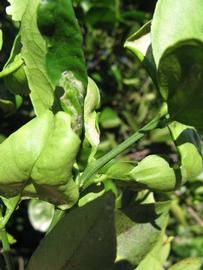              First year twig (Winter Haven, FL)       