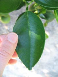              Unifoliolate leaf (Winter Haven, FL)       