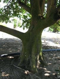              Bark (Winter Haven, FL)       