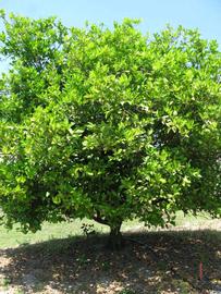            Habit (Winter Haven, FL)   