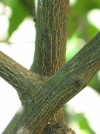              Second - third year twig (Winter Haven,   FL)       