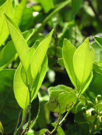              Sun leaves (Winter Haven, FL)       