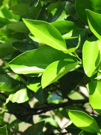              Sun leaves (Winter Haven, FL)       