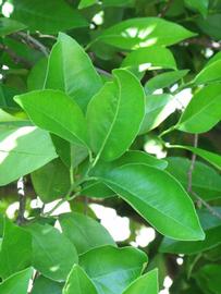              Shade leaves (Winter Haven, FL)       