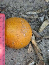              Fruit (Winter Haven, FL)       