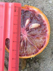              Fruit cross-section (Winter Haven, FL)       