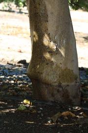            Bark (Riverside, CA)   