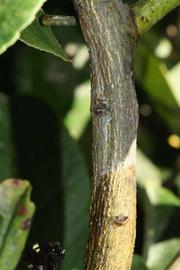              Second - third year twig (Riverside, CA)       