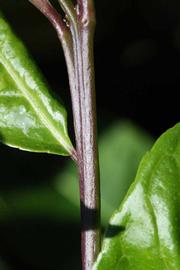            First year twig (Riverside, CA)   