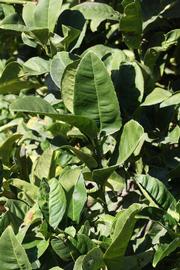              Sun leaves (Riverside, CA)       