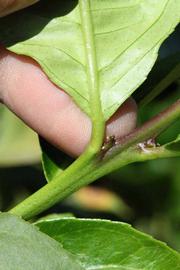              Petiole (Riverside, CA)       