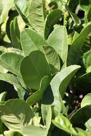              Sun leaves (Riverside, CA)       