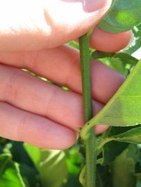            First year twig (Winter Haven, FL)   