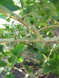              Second - third year twig (Winter Haven, FL)       