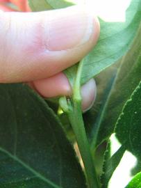              Petiole (Winter Haven, FL)       