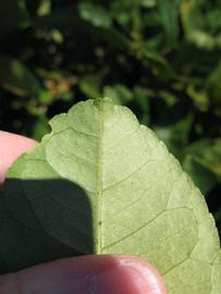              Margin (Winter Haven, FL)       