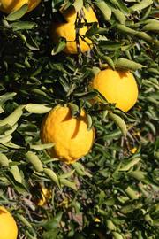              Fruit (Riverside, CA)       