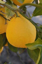              Fruit (Riverside, CA)       