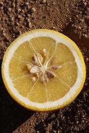              Fruit cross-section (Riverside, CA)       