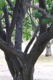              Bark (Riverside, CA)       