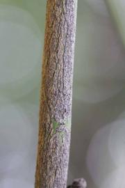              Second - third year twig (Riverside,   CA)       