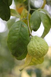            Shade leaves (Riverside, CA)   