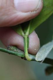              Petiole (Riverside, CA)       