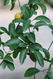            Shade leaves (Riverside, CA)   
