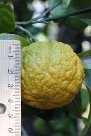            Fruit (Riverside, CA)   