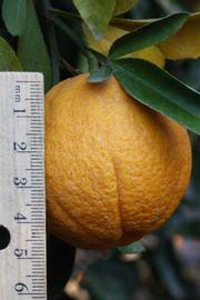              Fruit of  Citrus limon      x    Poncirus trifoliata         (1449 [citremon],   Riverside, CA)       