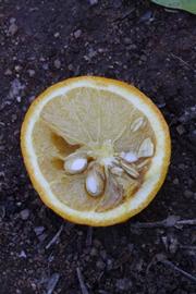              Fruit cross-section (Riverside, CA)       