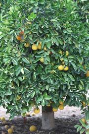            Habit (Riverside, CA)   