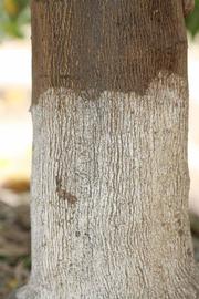              Bark (Riverside, CA)       