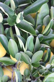            Sun leaves (Riverside, CA)   