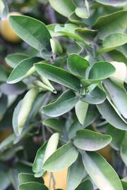            Sun leaves (Riverside, CA)   