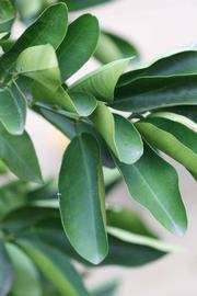            Sun leaves (Riverside, CA)   