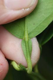              Petiole (Riverside, CA)       