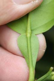              Petiole of  Citrus paradisi      (343,   Riverside, CA)       