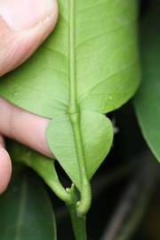              Petiole (Riverside, CA)       