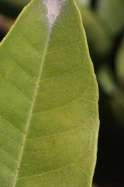              Margin (Riverside, CA)       