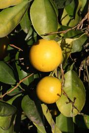              Fruit (Riverside, CA)       