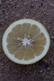              Fruit cross-section (Riverside, CA)       