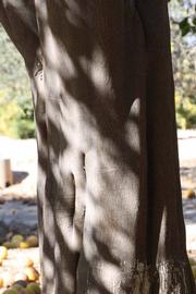              Bark (Riverside, CA)       