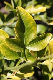              Trifoliolate leaf (Riverside, CA)       