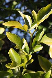              Sun leaves (Riverside, CA)       