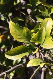              Sun leaves (Riverside, CA)       