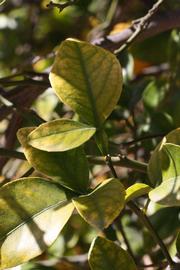              Shade leaves (Riverside, CA)       