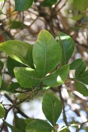              Shade leaves (Riverside, CA)       