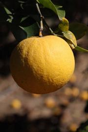              Fruit (Riverside, CA)       